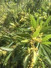 Searsia gerrardii