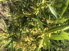 Searsia gerrardii