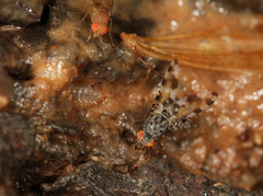 Pseudotephritis vau