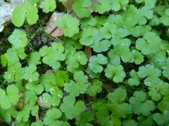 Hydrocotyle heteromeria