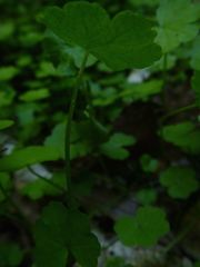 Hydrocotyle heteromeria
