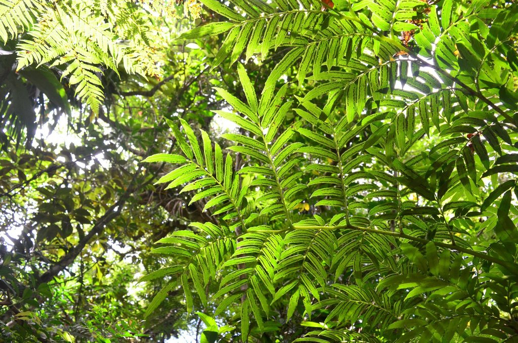 Ptisana pellucida (Ptisana pellucida)