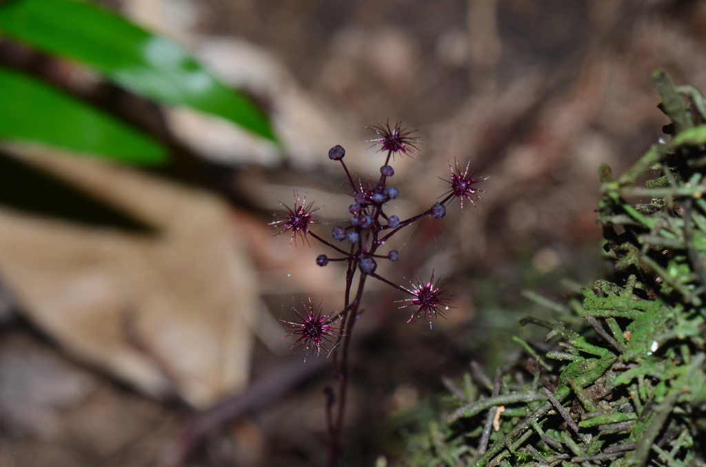 Sciaphila arfakiana (Sciaphila arfakiana)