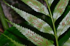 Asplenium matsumurae