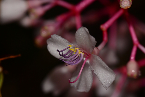 Medinilla hayatana