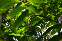 Vanoverberghia sasakiana