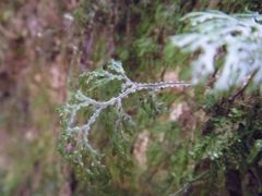 Hymenophyllum flexuosum
