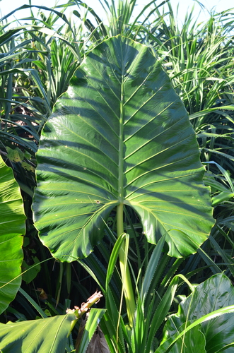 Alocasia macrorrhizos