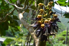 Mucuna membranacea