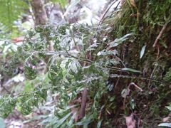 Hymenophyllum flexuosum