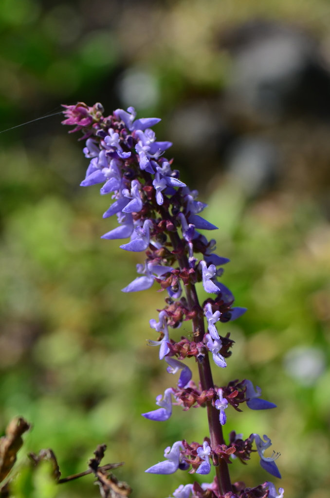 Coleus formosanus