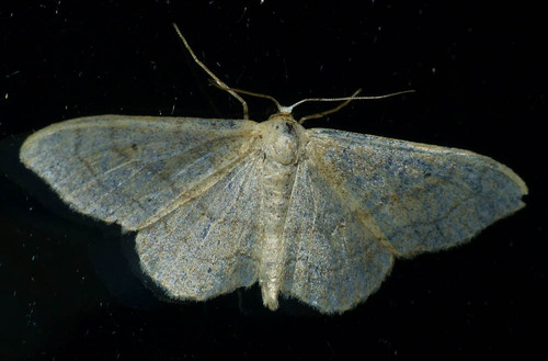 Idaea aversata