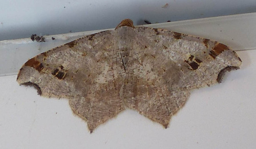 Macaria alternata