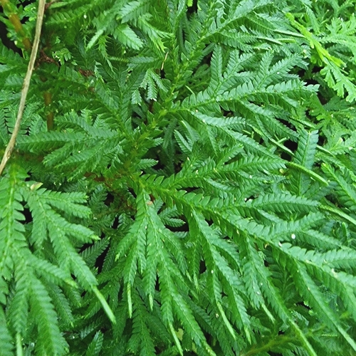 Selaginella plana