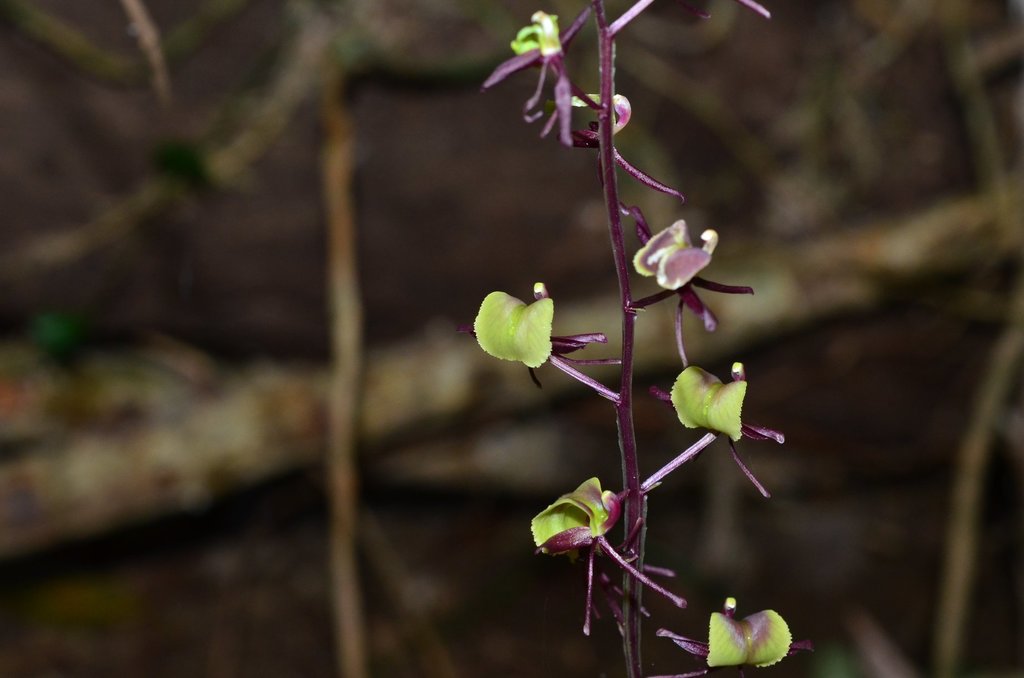 Liparis henryi