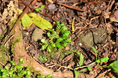 Selaginella ciliaris