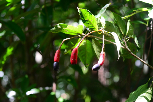 Dehaasia incrassata