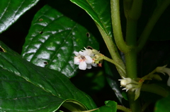 Cyrtandra umbellifera
