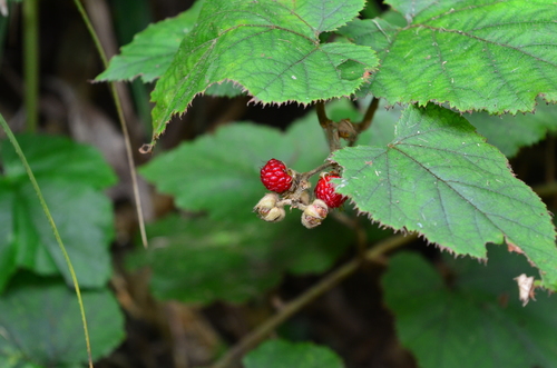 Rubus moluccanus