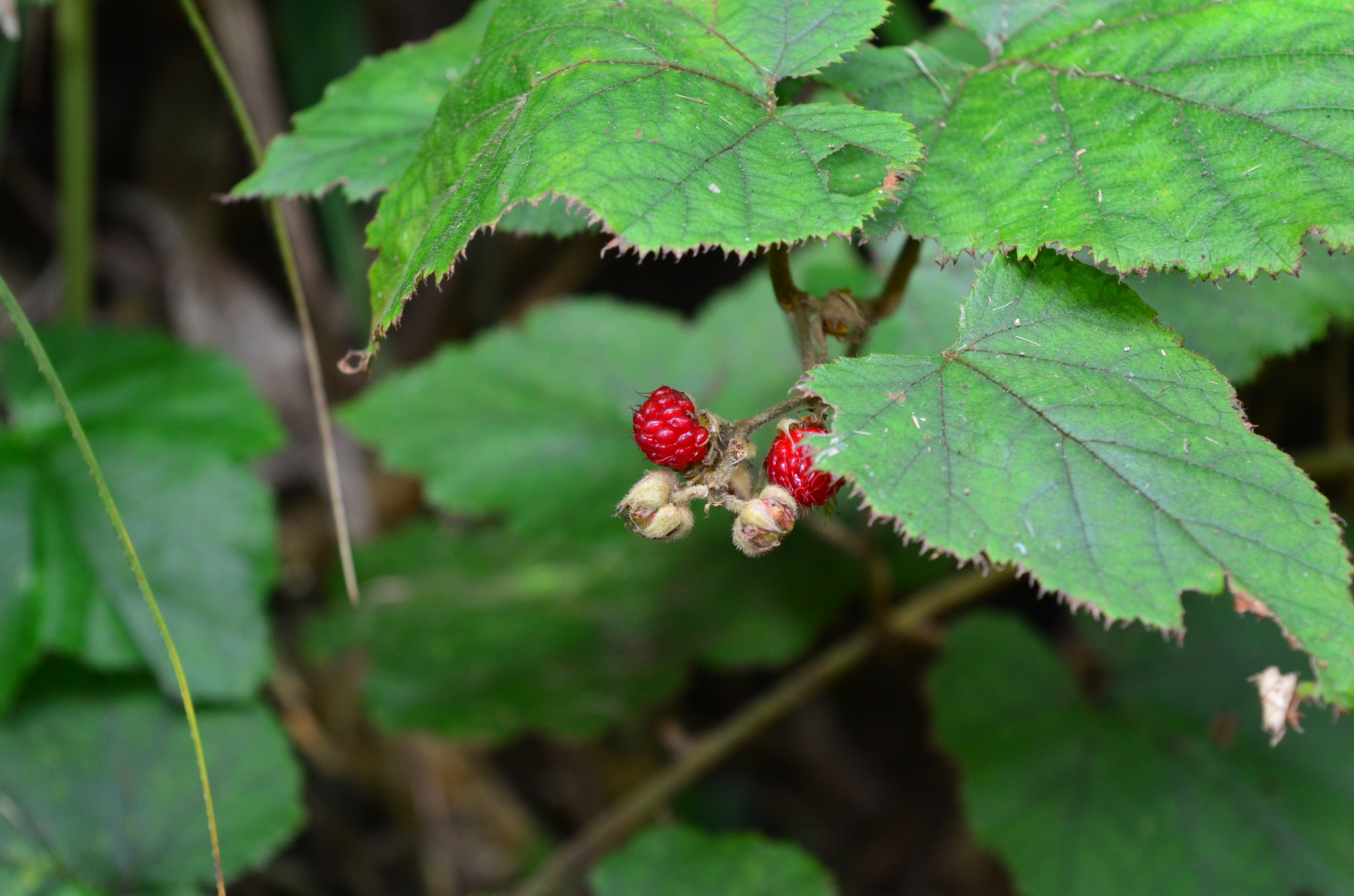 Rubus moluccanus