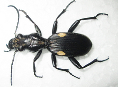 Anthia cephalotes