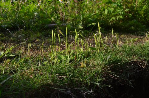 Ophioglossum petiolatum