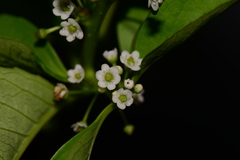 Ilex kusanoi