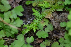 Selaginella lutchuensis