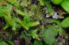 Selaginella lutchuensis