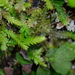 Selaginella lutchuensis - Photo (c) Chang Zhi Xiang, algunos derechos reservados (CC BY-NC), subido por Chang Zhi Xiang
