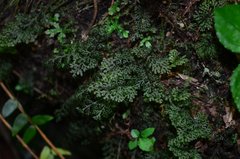 Hymenophyllum denticulatum