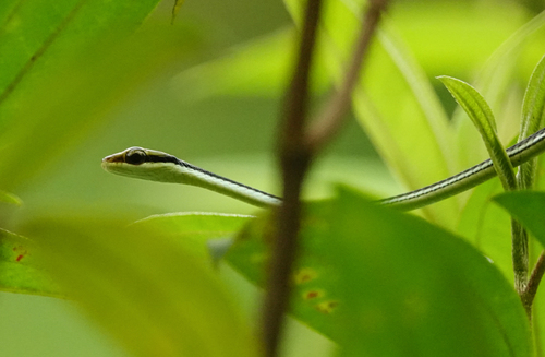 Dendrelaphis proarchos