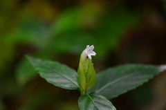 Hemigraphis cumingiana