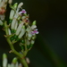 Alpinia flabellata - Photo (c) Chang Zhi Xiang, some rights reserved (CC BY-NC), uploaded by Chang Zhi Xiang