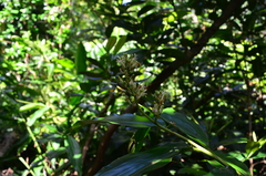 Alpinia flabellata
