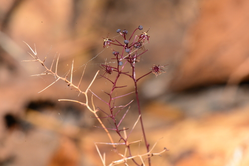 Sciaphila arfakiana observed 2018-08-09