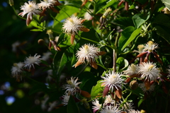 Clematis tashiroi