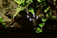 Scutellaria tashiroi
