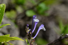 Scutellaria tashiroi
