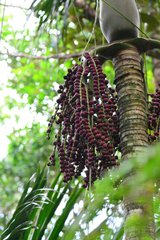 Pinanga tashiroi