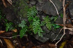 Hymenasplenium subnormale