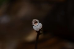 Didymoplexis micradenia