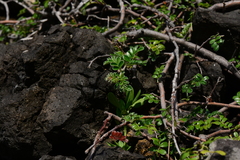 Osteomeles anthyllidifolia