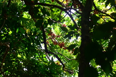 Dysoxylum parasiticum