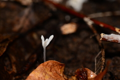 Burmannia championii