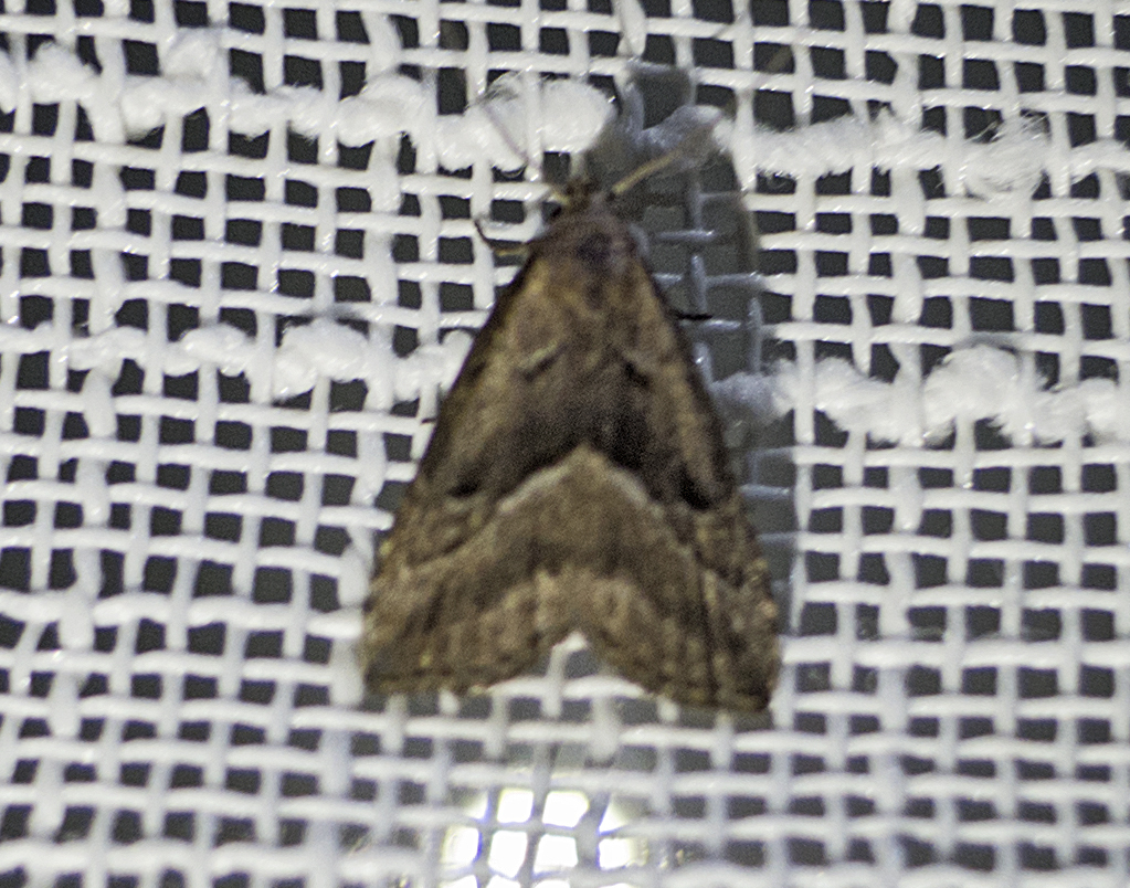 White-line Snout