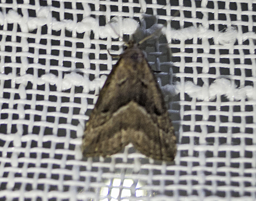 White-line Snout