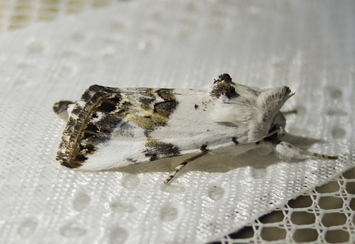 Cléophane opaline (La)
