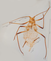 Uroleucon ambrosiae
