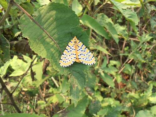 Alytarchia leonina